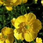 من أسمائها المتداولة: الراننكولس الحاد – الحوذان الحاد – الحوذان المر – Meadow Buttercup – Tall Buttercup – Common Buttercup