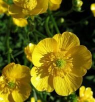 من أسمائها المتداولة: الراننكولس الحاد – الحوذان الحاد – الحوذان المر – Meadow Buttercup – Tall Buttercup – Common Buttercup