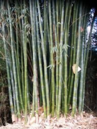 – Giant Bamboo – Dendrocalamus Bamboo – Giant Clumping Bambooمن أسمائها المتداولة: خيزران الديندروكارمس – خيزران عملاق – الخيزران العملاق