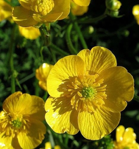 من أسمائها المتداولة: الراننكولس الحاد – الحوذان الحاد – الحوذان المر – Meadow Buttercup – Tall Buttercup – Common Buttercup
