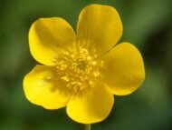 من أسمائها المتداولة: الراننكولس الحاد – الحوذان الحاد – الحوذان المر – Meadow Buttercup – Tall Buttercup – Common Buttercup