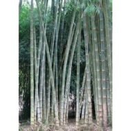 – Giant Bamboo – Dendrocalamus Bamboo – Giant Clumping Bambooمن أسمائها المتداولة: خيزران الديندروكارمس – خيزران عملاق – الخيزران العملاق