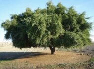 – Manila Tamarind – Madras Thorn – Camachileمن أسمائها المتداولة: لوز هندي – مانيلا تاماريند