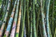 – Giant Bamboo – Dendrocalamus Bamboo – Giant Clumping Bambooمن أسمائها المتداولة: خيزران الديندروكارمس – خيزران عملاق – الخيزران العملاق