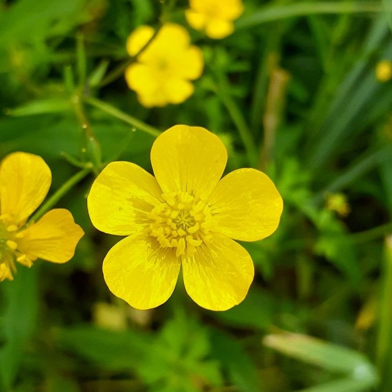 من أسمائها المتداولة: الراننكولس الحاد – الحوذان الحاد – الحوذان المر – Meadow Buttercup – Tall Buttercup – Common Buttercup