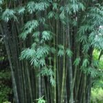 – Giant Bamboo – Dendrocalamus Bamboo – Giant Clumping Bambooمن أسمائها المتداولة: خيزران الديندروكارمس – خيزران عملاق – الخيزران العملاق
