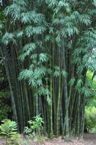 – Giant Bamboo – Dendrocalamus Bamboo – Giant Clumping Bambooمن أسمائها المتداولة: خيزران الديندروكارمس – خيزران عملاق – الخيزران العملاق