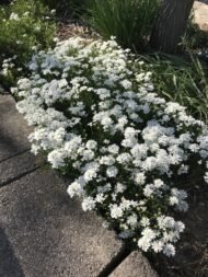 من أسمائها المتداولة: الإيبريس – إيبريس الزهور – زهرة الإيبريس – نبات الحلوى – Candytuft – Iberis