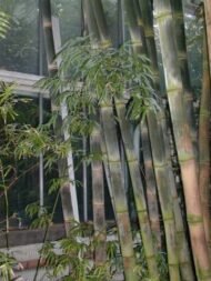 – Giant Bamboo – Dendrocalamus Bamboo – Giant Clumping Bambooمن أسمائها المتداولة: خيزران الديندروكارمس – خيزران عملاق – الخيزران العملاق
