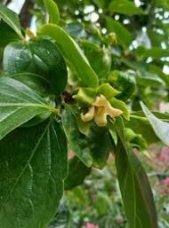 – Japanese Persimmon – Oriental Persimmon – Kakiمن أسمائها المتداولة: الكاكا البلدي – الكاكي – البرسيمون – الكاكي الياباني