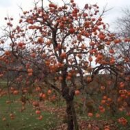 – Japanese Persimmon – Oriental Persimmon – Kakiمن أسمائها المتداولة: الكاكا البلدي – الكاكي – البرسيمون – الكاكي الياباني