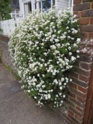 من أسمائها المتداولة: الإيبريس – إيبريس الزهور – زهرة الإيبريس – نبات الحلوى – Candytuft – Iberis
