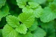 – Lemon Balm – Balm Mint – Bee Balm – Sweet Balm – Melissa officinalisمن أسمائها المتداولة: نعناع المليسا – المليسا – بلسم الليمون – الترنجان – حشيشة النحل