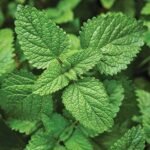 – Lemon Balm – Balm Mint – Bee Balm – Sweet Balm – Melissa officinalisمن أسمائها المتداولة: نعناع المليسا – المليسا – بلسم الليمون – الترنجان – حشيشة النحل