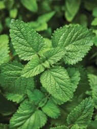 – Lemon Balm – Balm Mint – Bee Balm – Sweet Balm – Melissa officinalisمن أسمائها المتداولة: نعناع المليسا – المليسا – بلسم الليمون – الترنجان – حشيشة النحل