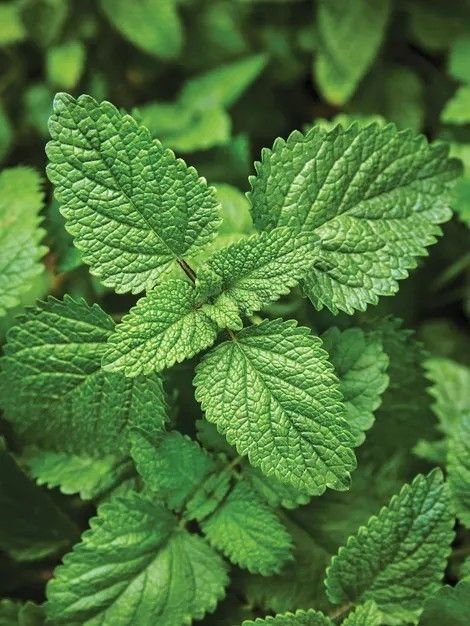 – Lemon Balm – Balm Mint – Bee Balm – Sweet Balm – Melissa officinalisمن أسمائها المتداولة: نعناع المليسا – المليسا – بلسم الليمون – الترنجان – حشيشة النحل