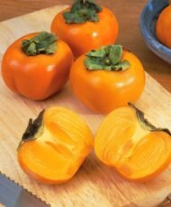 – Japanese Persimmon – Oriental Persimmon – Kakiمن أسمائها المتداولة: الكاكا البلدي – الكاكي – البرسيمون – الكاكي الياباني