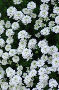 من أسمائها المتداولة: الإيبريس – إيبريس الزهور – زهرة الإيبريس – نبات الحلوى – Candytuft – Iberis