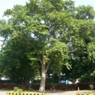 – Arjuna Tree – Arjun Tree – Arjun – Terminalia arjuna -من أسمائها المتداولة : الأرجون – شجرة الأرجون – أرجونا – أرژن