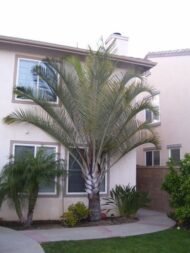 🌴 نخيل المثلث (Dypsis decaryi)