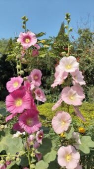 من أسمائها المتداولة: خطمية – خطمية مكس ألوان – الخطمية الزهرية – الختمية – Hollyhock – Garden Hollyhock – Alcea