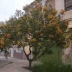 – Yellow Caesalpinia – Bird of Paradise Bush – Yellow Bird of Paradise – Poinciana gilliesii – Caesalpinia gilliesiiمن أسمائها المتداولة : سيسلبينا أصفر – سيسلبينا صفراء – شجرة طائر الجنة – شجيرة طائر الجنة – زهرة الطاووس الأصفر