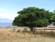– Siris Tree – Woman’s Tongue Tree – East Indian Walnut – Lebbek Tree – Albizia lebbeckمن أسمائها المتداولة: لبخ ذقن الباشا – اللبخ – لبخ هندي – شجرة اللسان