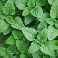 – Lemon Balm – Balm Mint – Bee Balm – Sweet Balm – Melissa officinalisمن أسمائها المتداولة: نعناع المليسا – المليسا – بلسم الليمون – الترنجان – حشيشة النحل