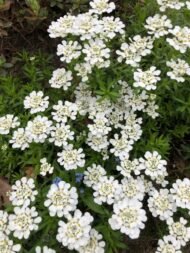 من أسمائها المتداولة: الإيبريس – إيبريس الزهور – زهرة الإيبريس – نبات الحلوى – Candytuft – Iberis