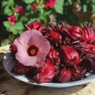 – Roselle – Red Sorrel – Sudanese Hibiscusمن أسمائها المتداولة: الكركديه – الكركديه المصري – روزيل