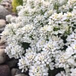 من أسمائها المتداولة: الإيبريس – إيبريس الزهور – زهرة الإيبريس – نبات الحلوى – Candytuft – Iberis