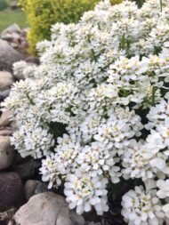 من أسمائها المتداولة: الإيبريس – إيبريس الزهور – زهرة الإيبريس – نبات الحلوى – Candytuft – Iberis