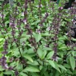 – Sweet Basil – Common Basil – Garden Basil – Basil – Ocimum basilicumمن أسمائها المتداولة: ريحان بلدي – الريحان – الحبق – ريحان حلو – الريحان الحلو