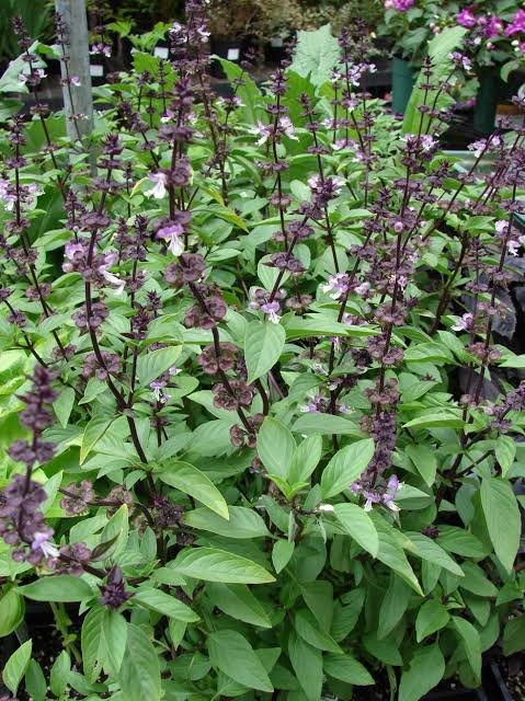 – Sweet Basil – Common Basil – Garden Basil – Basil – Ocimum basilicumمن أسمائها المتداولة: ريحان بلدي – الريحان – الحبق – ريحان حلو – الريحان الحلو
