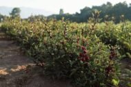 – Roselle – Red Sorrel – Sudanese Hibiscusمن أسمائها المتداولة: الكركديه – الكركديه المصري – روزيل
