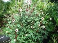 – Roselle – Red Sorrel – Sudanese Hibiscusمن أسمائها المتداولة: الكركديه – الكركديه المصري – روزيل