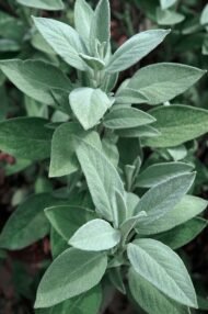– Sweet Basil – Common Basil – Garden Basil – Basil – Ocimum basilicumمن أسمائها المتداولة: ريحان بلدي – الريحان – الحبق – ريحان حلو – الريحان الحلو