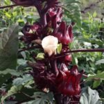 – Roselle – Red Sorrel – Sudanese Hibiscusمن أسمائها المتداولة: الكركديه – الكركديه المصري – روزيل