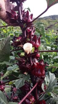 – Roselle – Red Sorrel – Sudanese Hibiscusمن أسمائها المتداولة: الكركديه – الكركديه المصري – روزيل