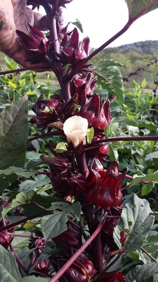 – Roselle – Red Sorrel – Sudanese Hibiscusمن أسمائها المتداولة: الكركديه – الكركديه المصري – روزيل