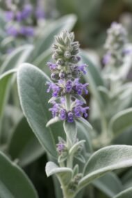 – Sage – Common Sage – Garden Sage – True Sage – Salvia officinalisمن أسمائها المتداولة: مرمرية – الميرمية – القصعين – المريمية