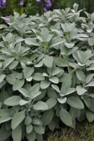 – Sage – Common Sage – Garden Sage – True Sage – Salvia officinalisمن أسمائها المتداولة: مرمرية – الميرمية – القصعين – المريمية