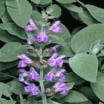 – Sage – Common Sage – Garden Sage – True Sage – Salvia officinalisمن أسمائها المتداولة: مرمرية – الميرمية – القصعين – المريمية