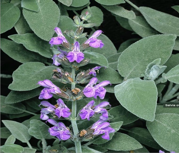 – Sage – Common Sage – Garden Sage – True Sage – Salvia officinalisمن أسمائها المتداولة: مرمرية – الميرمية – القصعين – المريمية