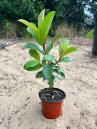 – Guava – Common Guava – Tropical Guavaمن أسمائها المتداولة: الجوافة – جوافة