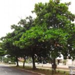 – Tropical Almond – Indian Almond – Sea Almond – Singapore Almond – Terminalia catappa-من أسمائها المتداولة : اللوز البحريني – اللوز الهندي – اللوز الاستوائي – لوز البحر – شجرة اللوز البحري