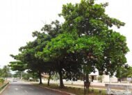 – Tropical Almond – Indian Almond – Sea Almond – Singapore Almond – Terminalia catappa-من أسمائها المتداولة : اللوز البحريني – اللوز الهندي – اللوز الاستوائي – لوز البحر – شجرة اللوز البحري