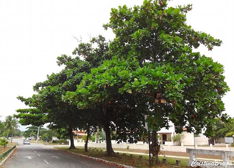 – Tropical Almond – Indian Almond – Sea Almond – Singapore Almond – Terminalia catappa-من أسمائها المتداولة : اللوز البحريني – اللوز الهندي – اللوز الاستوائي – لوز البحر – شجرة اللوز البحري