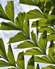 من أسمائها المتداولة: نخيل ذيل السمكة، نخيل ذيل السمكة المتجمع، نخيل الكاريتا، Fishtail Palm، Clustering Fishtail Palm