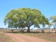 – Siris Tree – Woman’s Tongue Tree – East Indian Walnut – Lebbek Tree – Albizia lebbeckمن أسمائها المتداولة: لبخ ذقن الباشا – اللبخ – لبخ هندي – شجرة اللسان